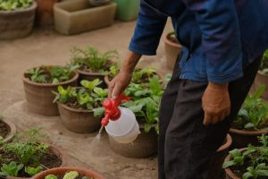 Désherbant au vinaigre, sel et liquide vaisselle