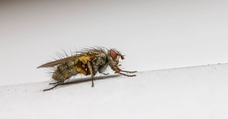 Moucherons dans la maison
