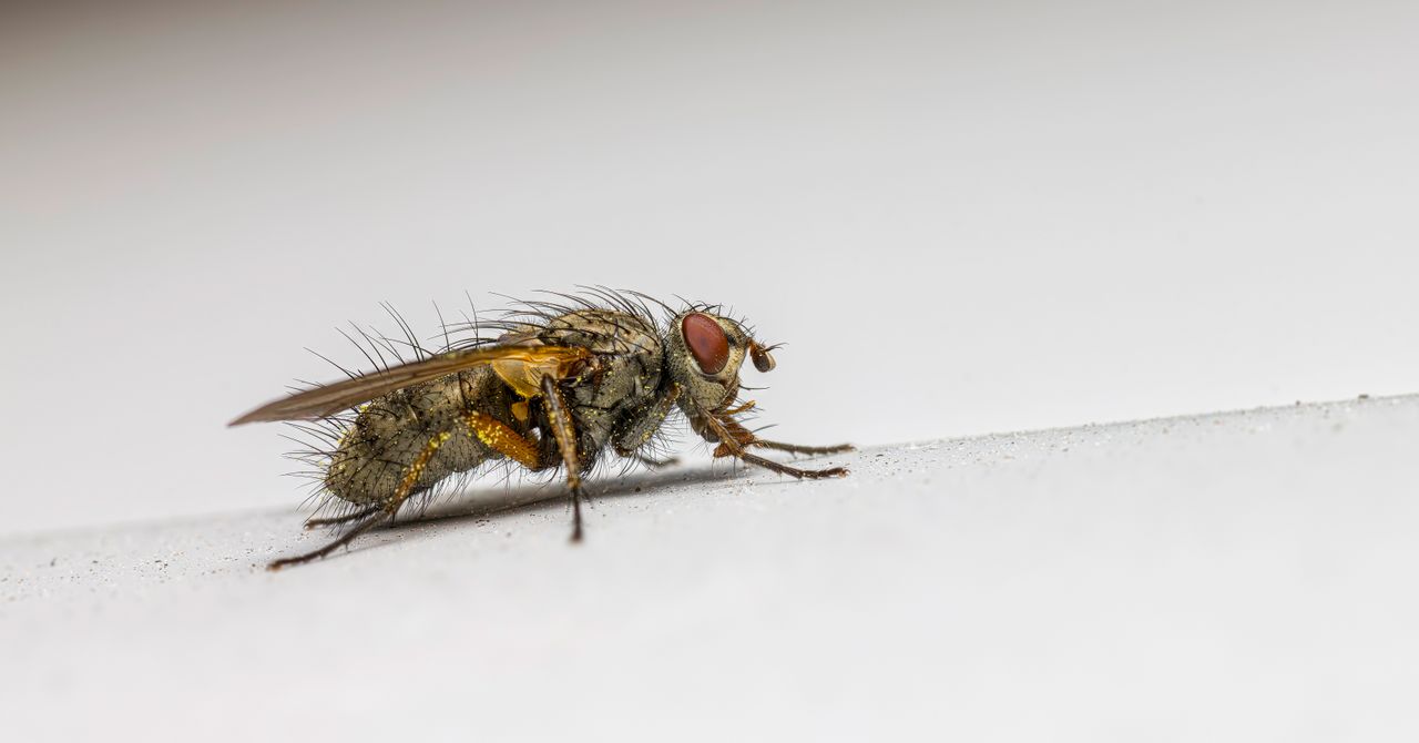 Moucherons dans la maison