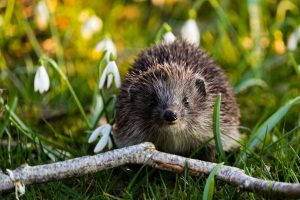 Crotte de rat ou de hérisson